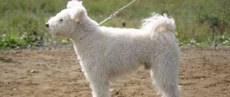 chien pumi